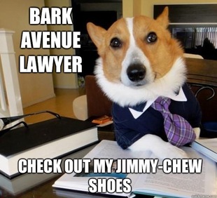 Lawyer Dog