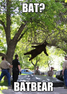 i am a falling bear