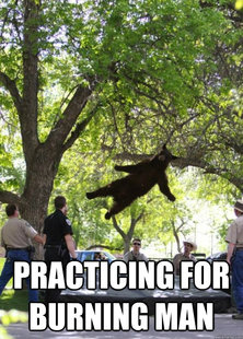 i am a falling bear