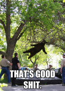 i am a falling bear