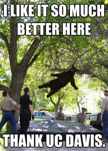 i am a falling bear