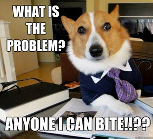 Lawyer Dog