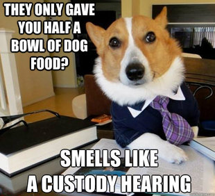 Lawyer Dog