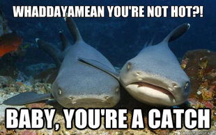 Compassionate Shark Friend