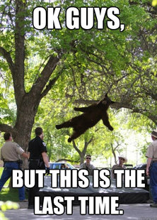 i am a falling bear