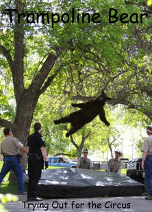 i am a falling bear