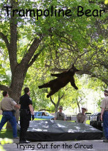 i am a falling bear