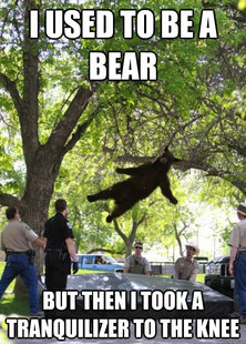 i am a falling bear