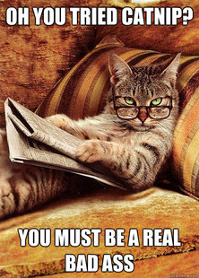 Condescending Cat