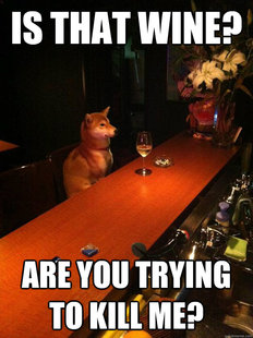 Alcoholic dog