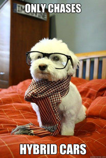Hipster Dog