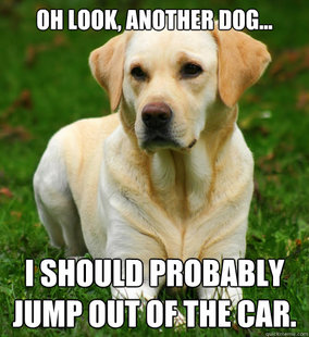 Dog Logic