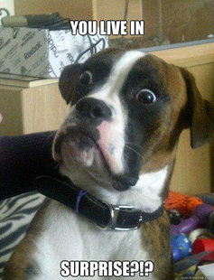 Baffled boxer