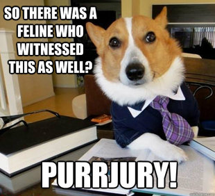 Lawyer Dog