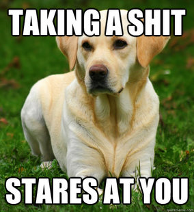 Dog Logic