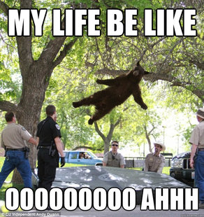 falling bear