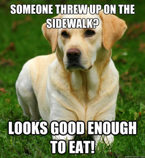 Dog Logic