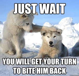 Caring Husky