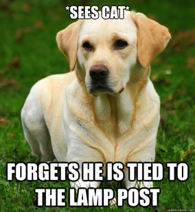 Dog Logic