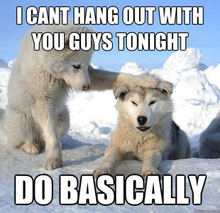 Caring Husky