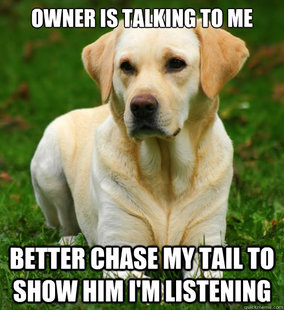 Dog Logic