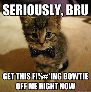 Dissapointed Cat