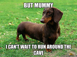 Downlow Dachshund