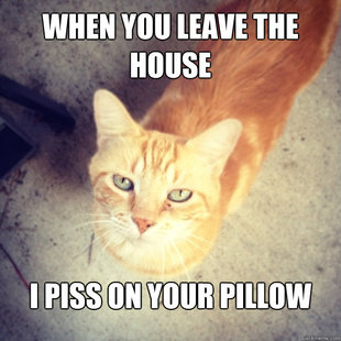 Irritated Cat