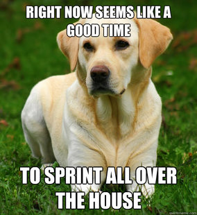 Dog Logic