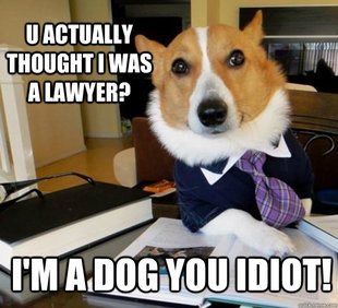 Lawyer Dog