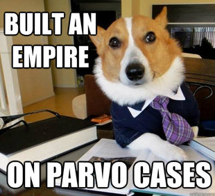 Lawyer Dog