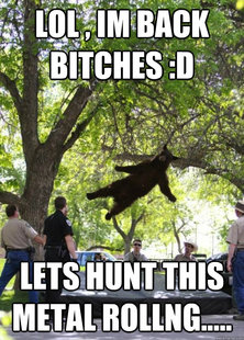 i am a falling bear