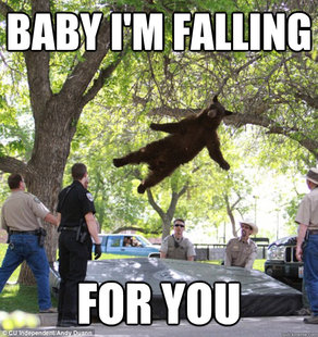falling bear