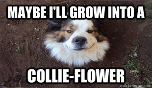 Bad Joke Dog