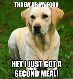 Dog Logic