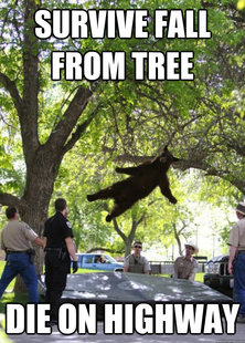 Falling Bear
