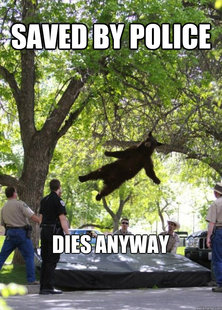 Falling Bear