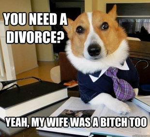 Lawyer Dog
