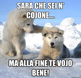 Caring Husky