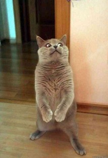 Horrorcat