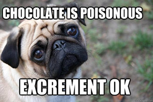 First World Dog problems