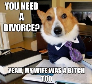 Lawyer Dog