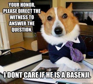 Lawyer Dog