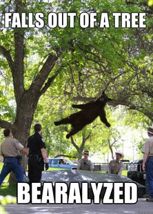 i am a falling bear