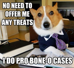 Lawyer Dog