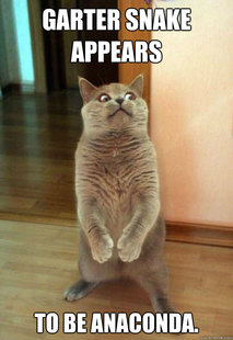 Horrorcat