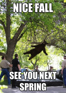 i am a falling bear