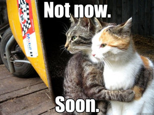 Restraining Cat