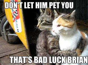 Restraining Cat