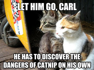 Restraining Cat